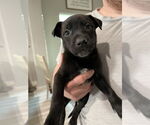 Small #1 German Shepherd Dog Mix