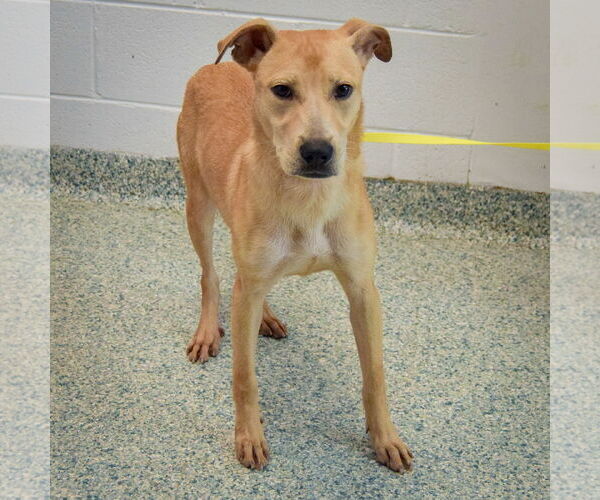 Medium Photo #5 Black Mouth Cur-Unknown Mix Puppy For Sale in Huntley, IL, USA
