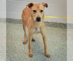 Small #4 Black Mouth Cur Mix