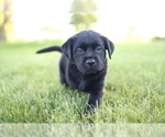 Small Photo #5 Labrador Retriever Puppy For Sale in FRYTOWN, IA, USA