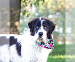 Small Photo #3 Great Pyrenees-Unknown Mix Puppy For Sale in Unionville, PA, USA