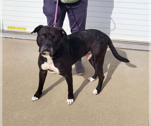 Medium Photo #1 American Bulldog-Unknown Mix Puppy For Sale in Louisville, KY, USA