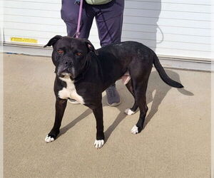 American Bulldog-Unknown Mix Dogs for adoption in Louisville, KY, USA