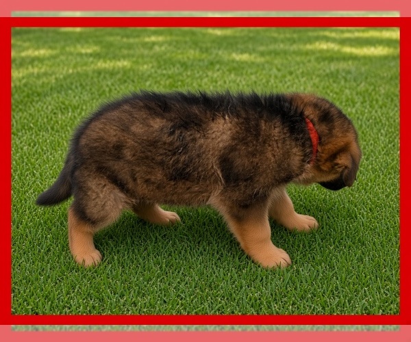 Medium Photo #4 German Shepherd Dog Puppy For Sale in NAPLES, FL, USA