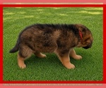 Small #3 German Shepherd Dog