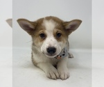 Small Photo #2 Imo-Inu Puppy For Sale in MONCLOVA, OH, USA