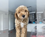 Small Photo #2 Poodle (Miniature) Puppy For Sale in CHICAGO, IL, USA