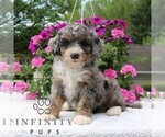 Small #4 Bernedoodle (Miniature)