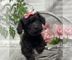 Poodle (Toy)-Yorkshire Terrier Mix Puppy for sale in SELLERSBURG, IN, USA