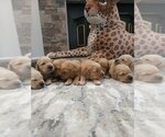 Small #6 Golden Retriever