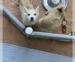 Small Photo #10 Siberian Husky Puppy For Sale in CELEBRATION, FL, USA