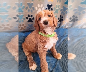 Goldendoodle Puppy for sale in MONTELLO, WI, USA