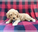 Small #5 Cavapoo (Miniature)