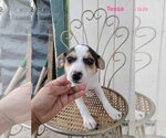 Small Photo #1 Mutt Puppy For Sale in Shillington, PA, USA