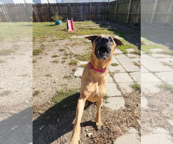 Medium Photo #2 Bloodhound-German Shepherd Dog Mix Puppy For Sale in Evansville, IN, USA