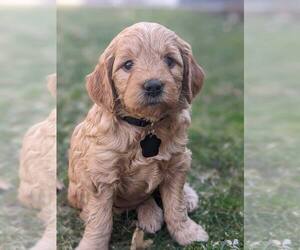 Golden Retriever-Goldendoodle Mix Puppy for sale in MILLERSBURG, OH, USA