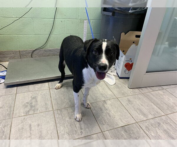 Medium Photo #1 Border Collie-Unknown Mix Puppy For Sale in Grand Prairie, TX, USA