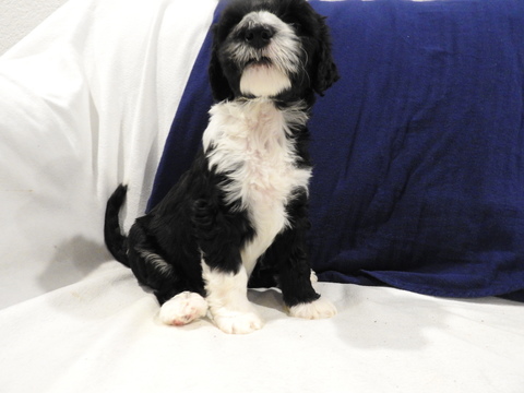 Medium Photo #1 Portuguese Water Dog Puppy For Sale in YUMA, AZ, USA