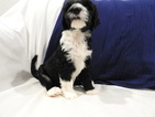Small Photo #1 Portuguese Water Dog Puppy For Sale in YUMA, AZ, USA