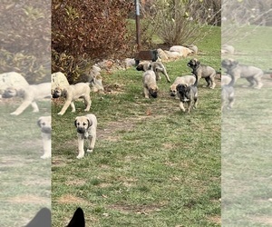 Kangal Dog Puppy for sale in CHELSEA, MI, USA