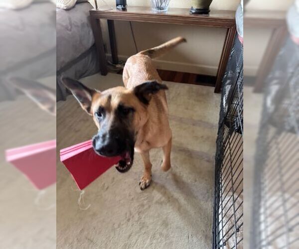 Medium Photo #4 German Shepherd Dog Puppy For Sale in Cupertino, CA, USA