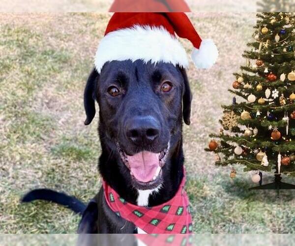 Medium Photo #1 Labrador Retriever Puppy For Sale in Pueblo, CO, USA