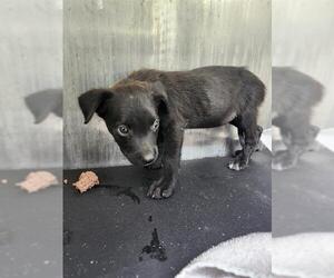American Staffordshire Terrier-Unknown Mix Dogs for adoption in San Antonio, TX, USA