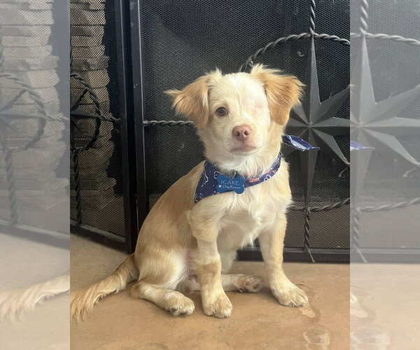 Medium Photo #4 Chihuahua-Colonial Cocker Spaniel Mix Puppy For Sale in Corona, CA, USA