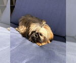 Small Shih Tzu
