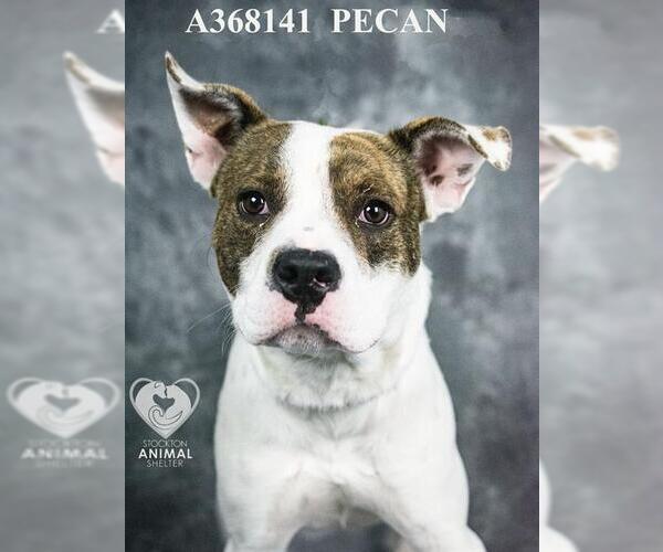 Medium Photo #2 Mutt Puppy For Sale in Stockton, CA, USA