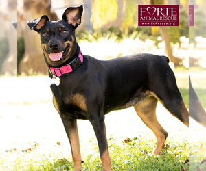Pippa - Female German Pinscher Dog for Adoption - Photo #4