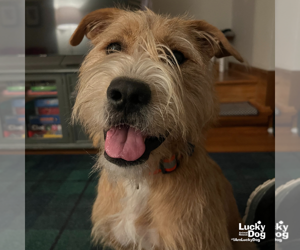 Medium Photo #4 Mutt Puppy For Sale in Washington, DC, USA