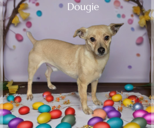 Dougie - Male Chihuahua Dog for Adoption - Photo #2