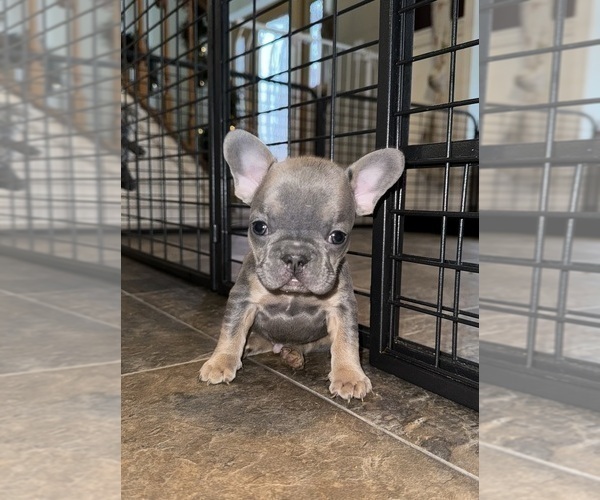 Medium Photo #2 French Bulldog Puppy For Sale in HILTON, NY, USA