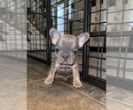 Small Photo #2 French Bulldog Puppy For Sale in HILTON, NY, USA