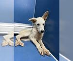 Small German Shepherd Dog Mix