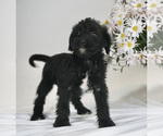Small Photo #3 Bossi-Poo Puppy For Sale in BRISTOL, IN, USA