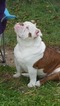 Small Photo #6 English Bulldog Puppy For Sale in HAMILTON, OH, USA