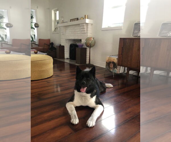 Medium Photo #1 Akita Puppy For Sale in Miami, FL, USA