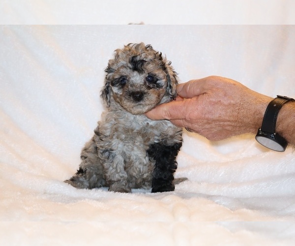 Medium Photo #1 Poodle (Toy) Puppy For Sale in DYERSBURG, TN, USA