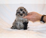 Small Poodle (Toy)
