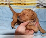 Small Photo #12 Golden Retriever Puppy For Sale in POULSBO, WA, USA