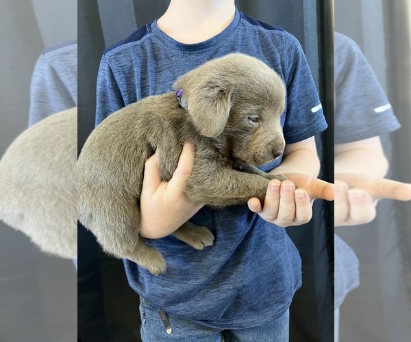 Medium Photo #3 Labrador Retriever Puppy For Sale in DELTA, CO, USA