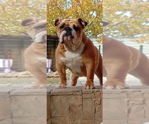 Mother of the English Bulldog puppies born on 08/28/2025