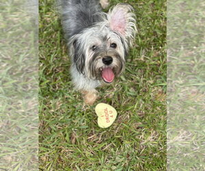 Thunder - Male Maltese-Unknown Mix Dog for Adoption - Photo #8