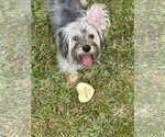 Small Photo #8 Maltese-Unknown Mix Puppy For Sale in Valrico, FL, USA