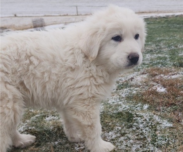 Full screen Photo #5 Great Pyrenees Puppy For Sale in PRESCOTT, WA, USA