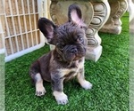 Small #15 French Bulldog
