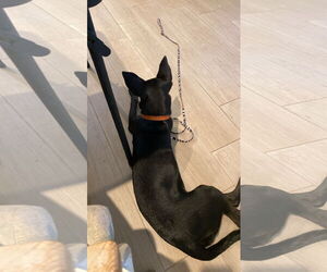 Dina - Female Holland Shepherd-Unknown Mix Dog for Adoption - Photo #2