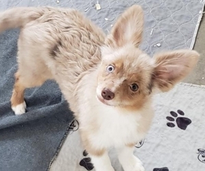 Miniature Australian Shepherd Puppy for sale in MILTON, WI, USA